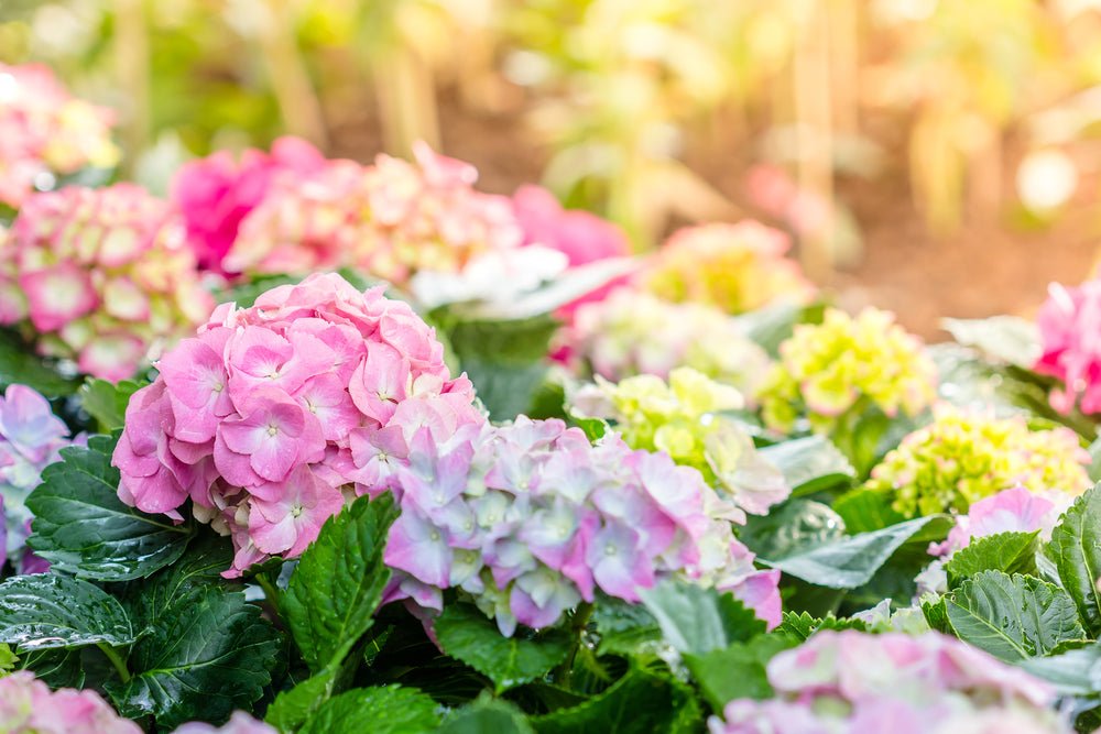 Your Quick Guide to Pruning Hydrangeas - Ritchie Feed & Seed Inc.