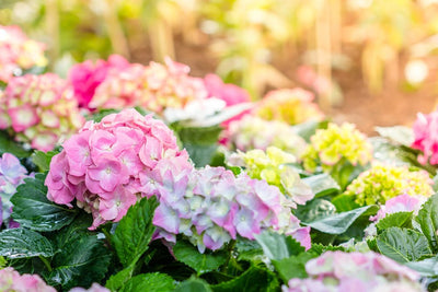 Your Quick Guide to Pruning Hydrangeas