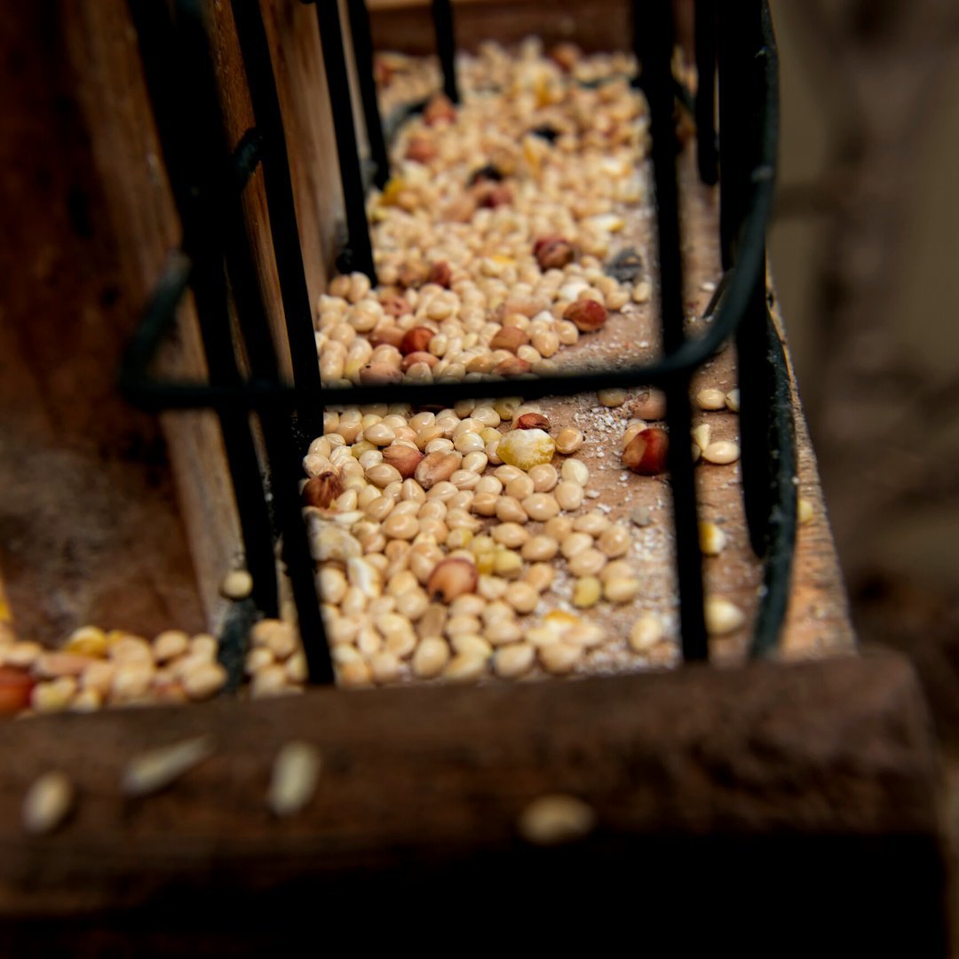 Best Marijuana Seeds For Bird Feeders photo