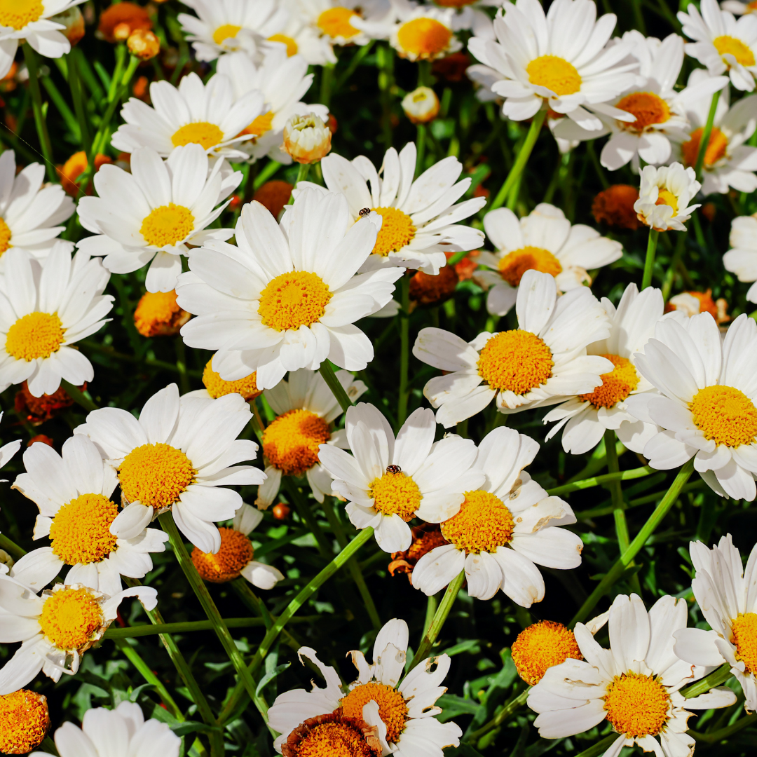 Squeaky sales toy vine