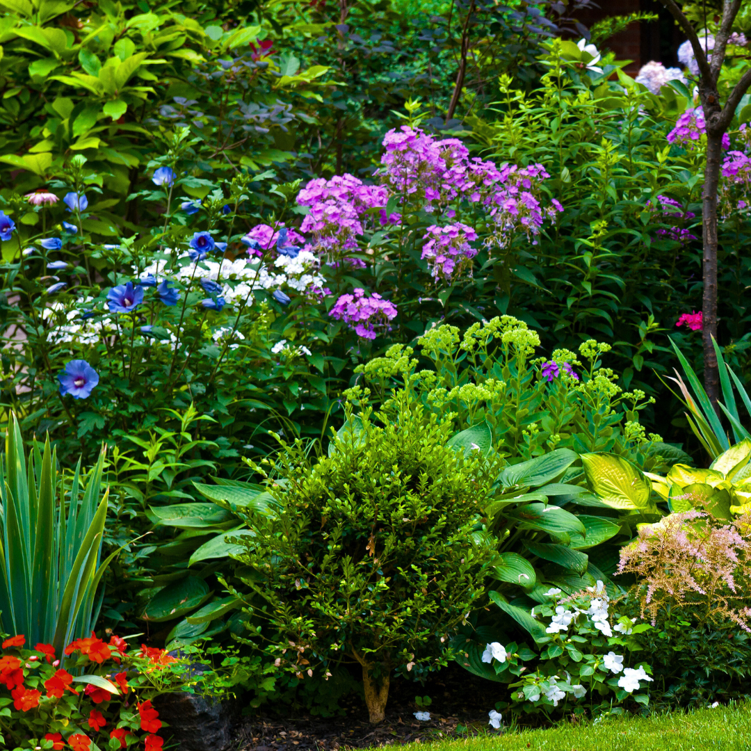 Roses Rainbow Gardens Carries for San Antonio Landscapes