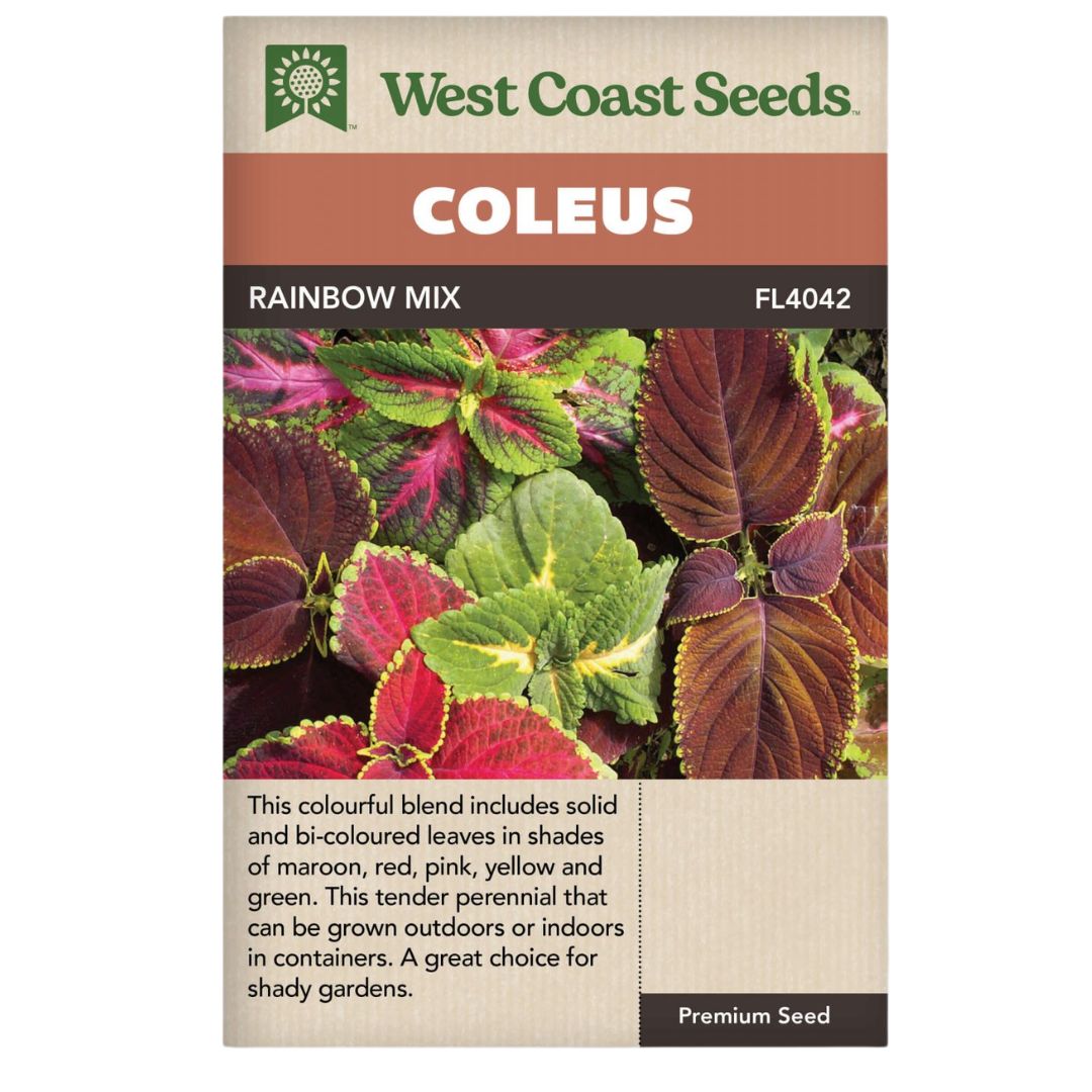 coleus plant seeds Coleus Rainbow Mix Seeds | West Coast Seeds