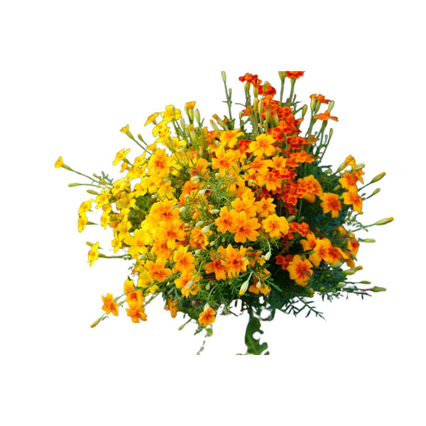 starfire marigold seeds Marigolds Starfire Mix Seeds | West Coast Seeds