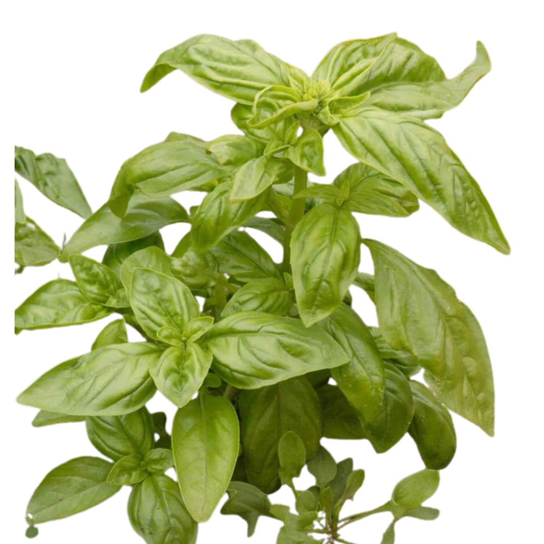 Basil Genovese Seeds | West Coast Seeds - Ritchie Feed & Seed Inc.