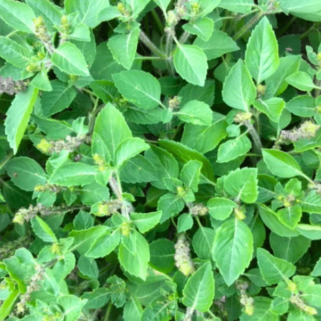 holy basil seeds for planting Basil Holy Seeds | Northern Seeds