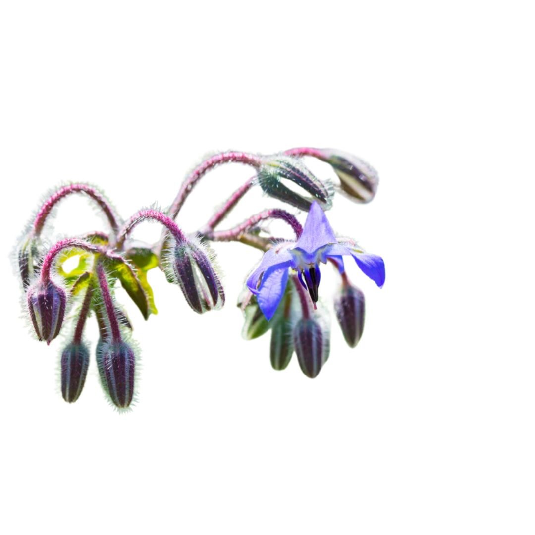 plant borage seeds Borage Seeds | West Coast Seeds
