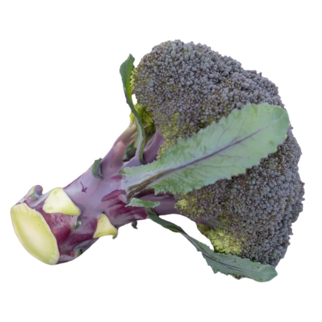 Broccoli Purple Magic F1 Seeds | West Coast Seeds - Ritchie Feed & Seed ...