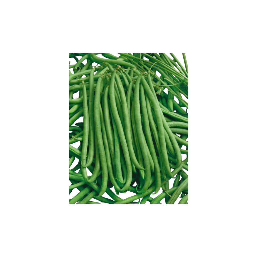 Bush Bean French Filet Serengeti Seeds | OSC Seeds - Ritchie Feed ...