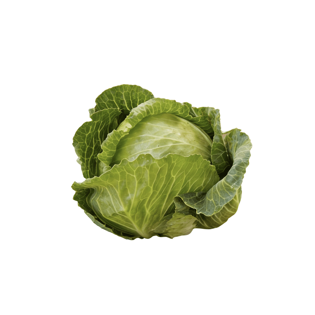 Cabbage Danish Ballhead Seeds | OSC Seeds - Ritchie Feed & Seed Inc.