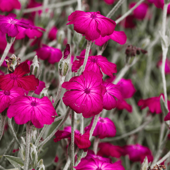 Campion Rose Seeds | Northern Seeds