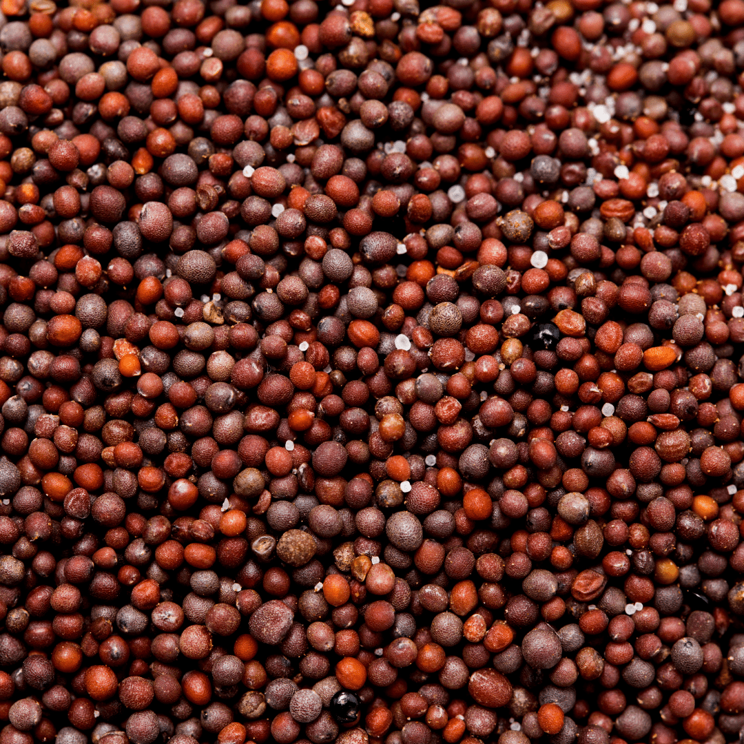 Canola Bird Seeds 50lb - Ritchie Feed & Seed Inc.