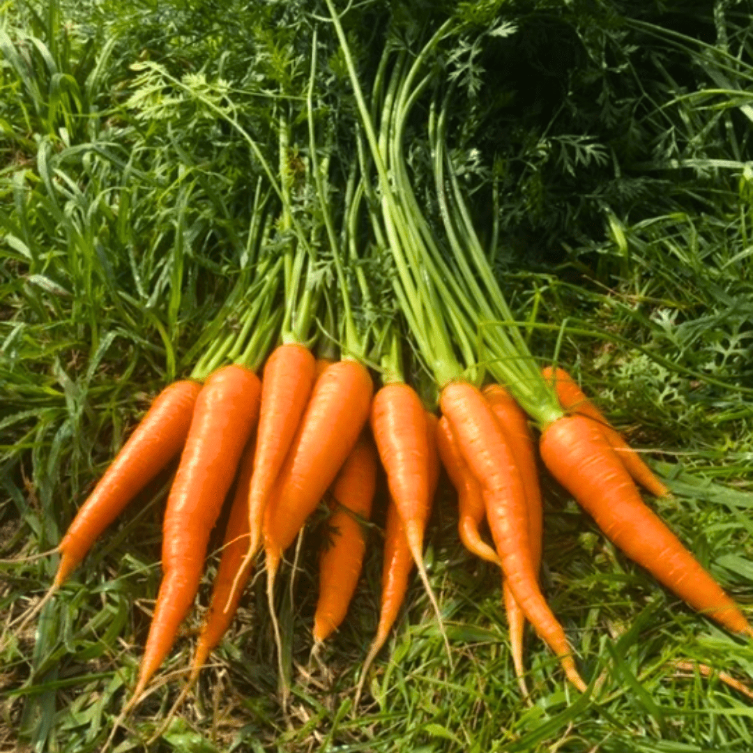 Carrot Danvers 126 Seeds | Northern Seeds - Ritchie Feed & Seed Inc.
