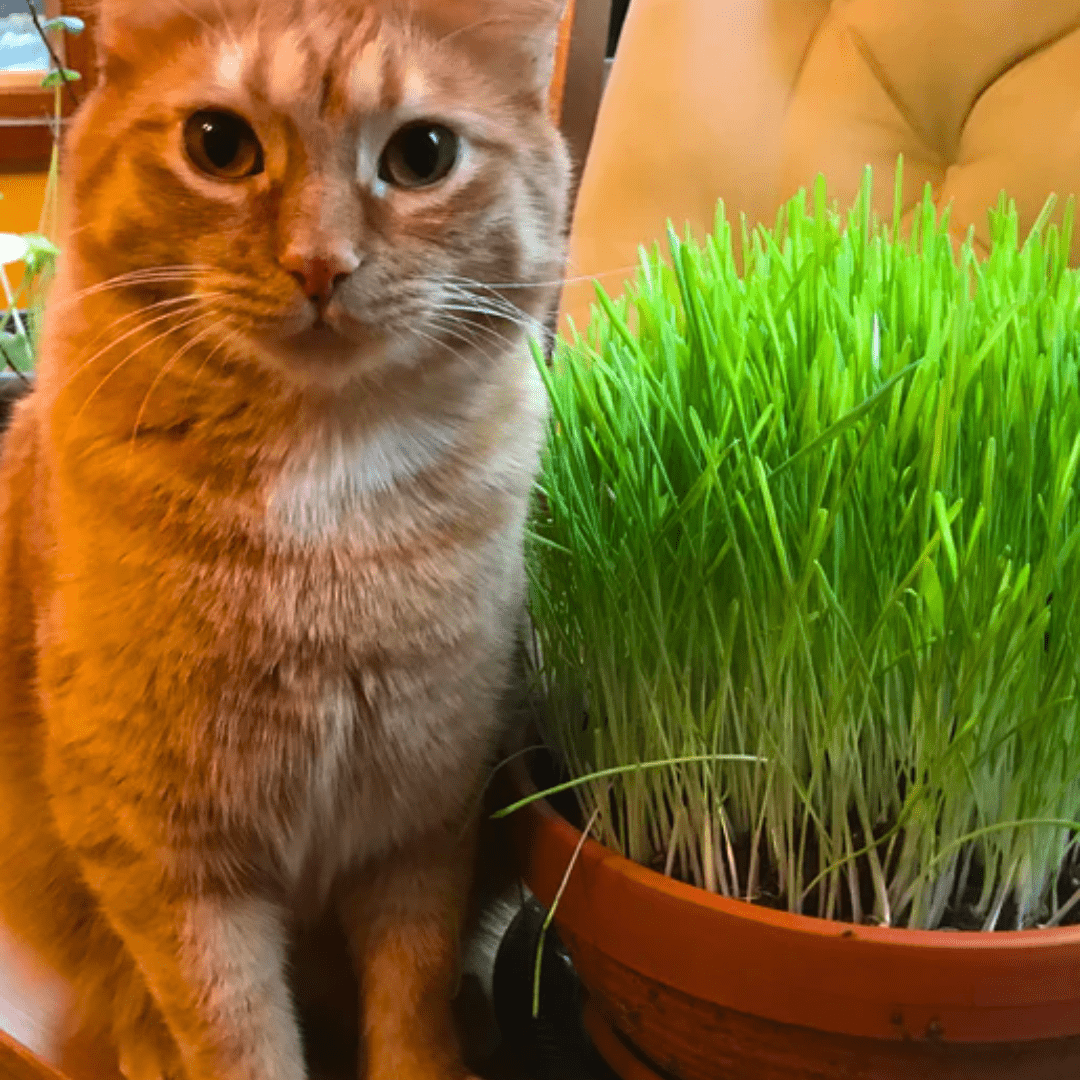 Cat Grass Ornamental Grasses | West Coast Seeds