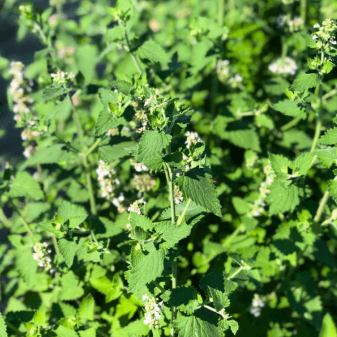 catnip plant seeds Catnip Seeds | Northern Seeds