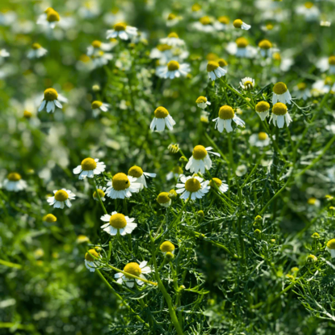 chamomile plant from seed Chamomile Seeds | Northern Seeds