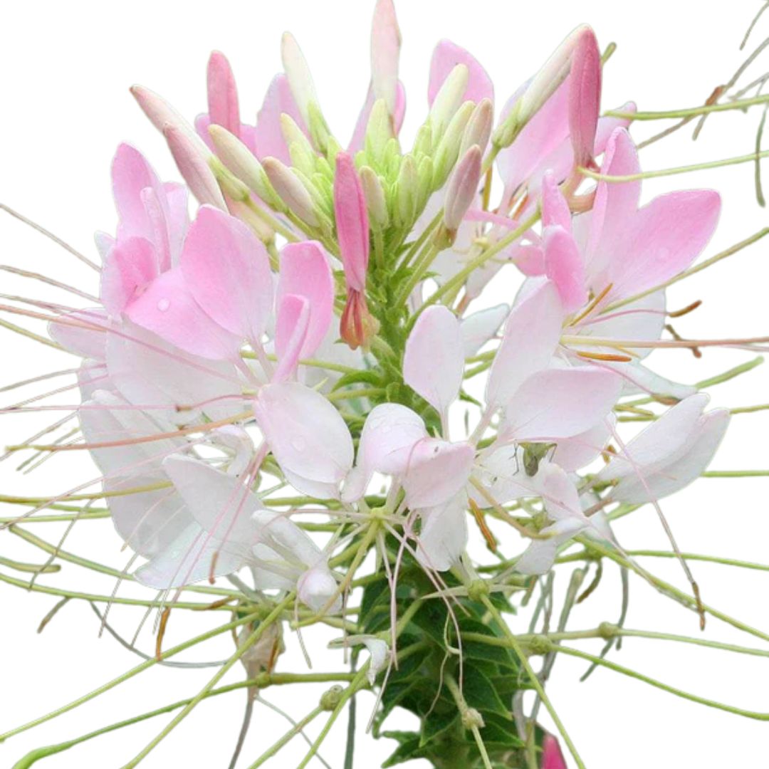 plant cleome seeds Cleome Spider Flower Mix Seeds | West Coast Seeds