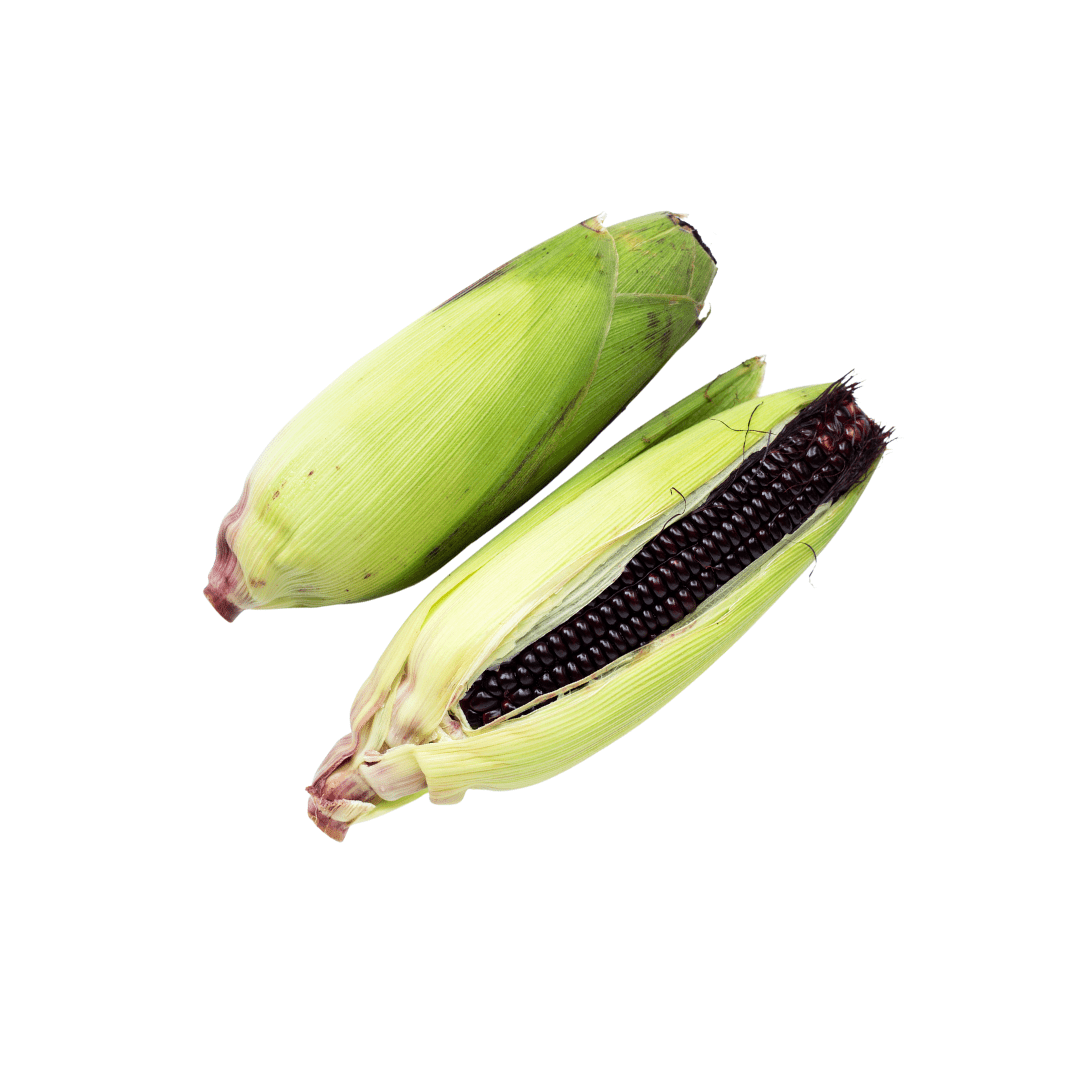 Corn Dakota Black Popcorn Seeds | Northern Seeds - Ritchie Feed & Seed Inc.