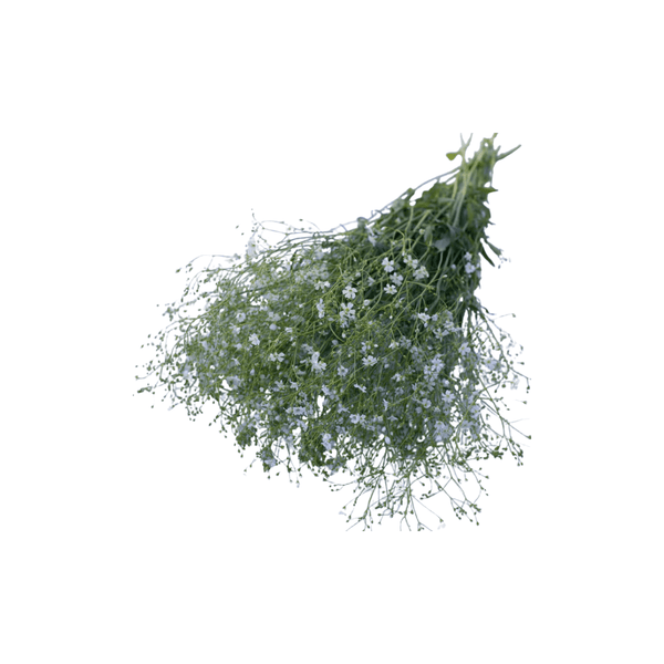 gypsophila covent garden seeds Covent Garden Gypsophila Seeds (Baby's Breath) | OSC Seeds