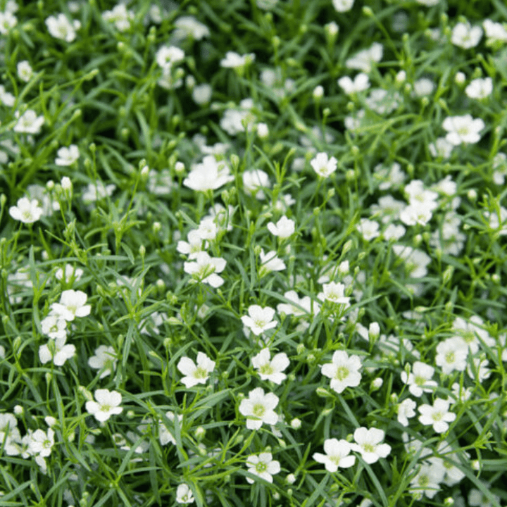 gypsophila covent garden seeds Covent Garden Gypsophila Seeds (Baby's Breath) | OSC Seeds
