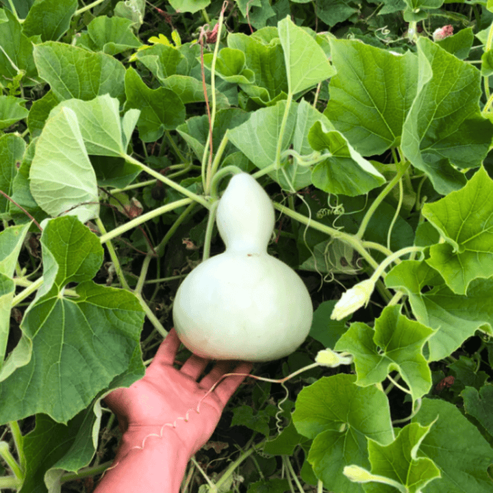 planting gourds from seeds Cucurbit Birdhouse Gourd Seeds | Northern Seeds