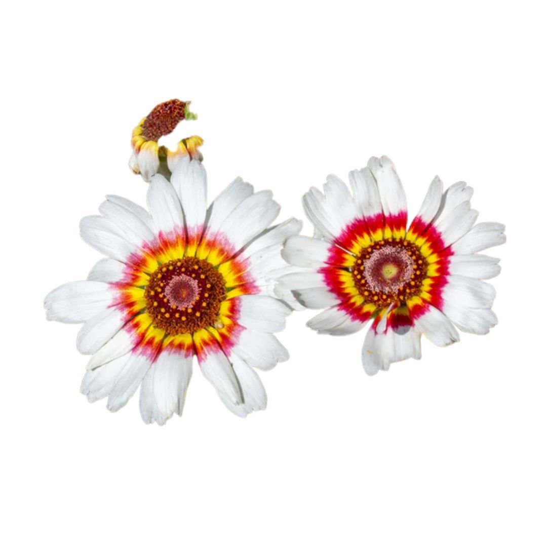Daisy Chrysanthemum Painted Daisy Seeds | West Coast Seeds - Ritchie ...