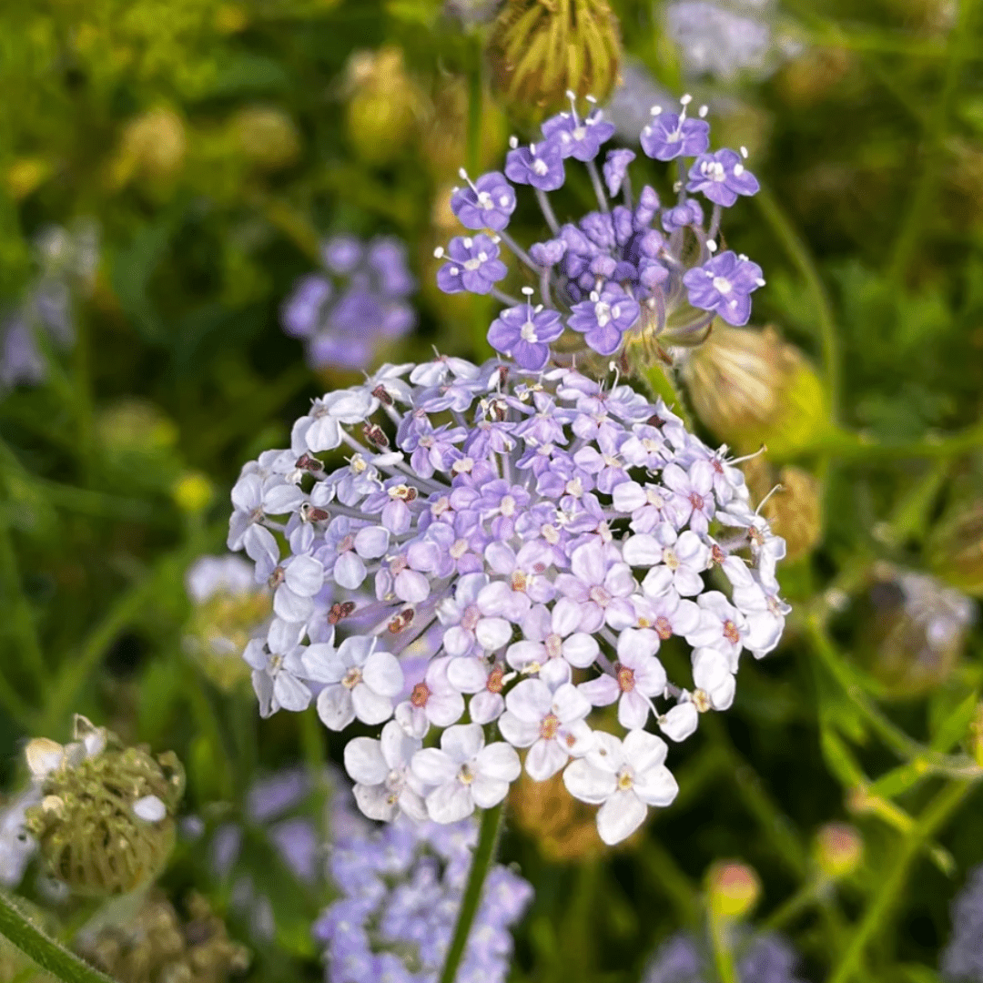 lacy lavender blue didiscus seed Didiscus Lacy Lavender Seeds | Northern Seeds