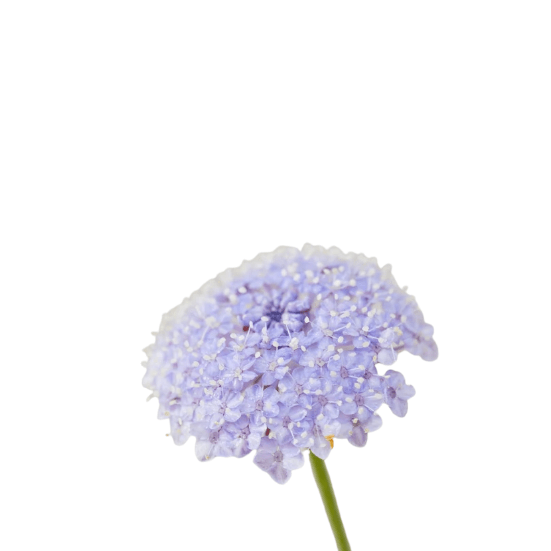 Didiscus Lacy Lavender Seeds | Northern Seeds - Ritchie Feed & Seed Inc.