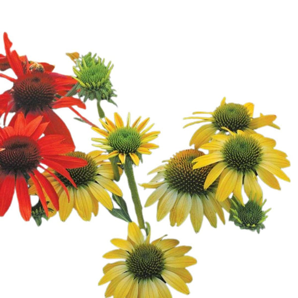 Echinacea Cheyenne Spirit F1 Seeds | West Coast Seeds