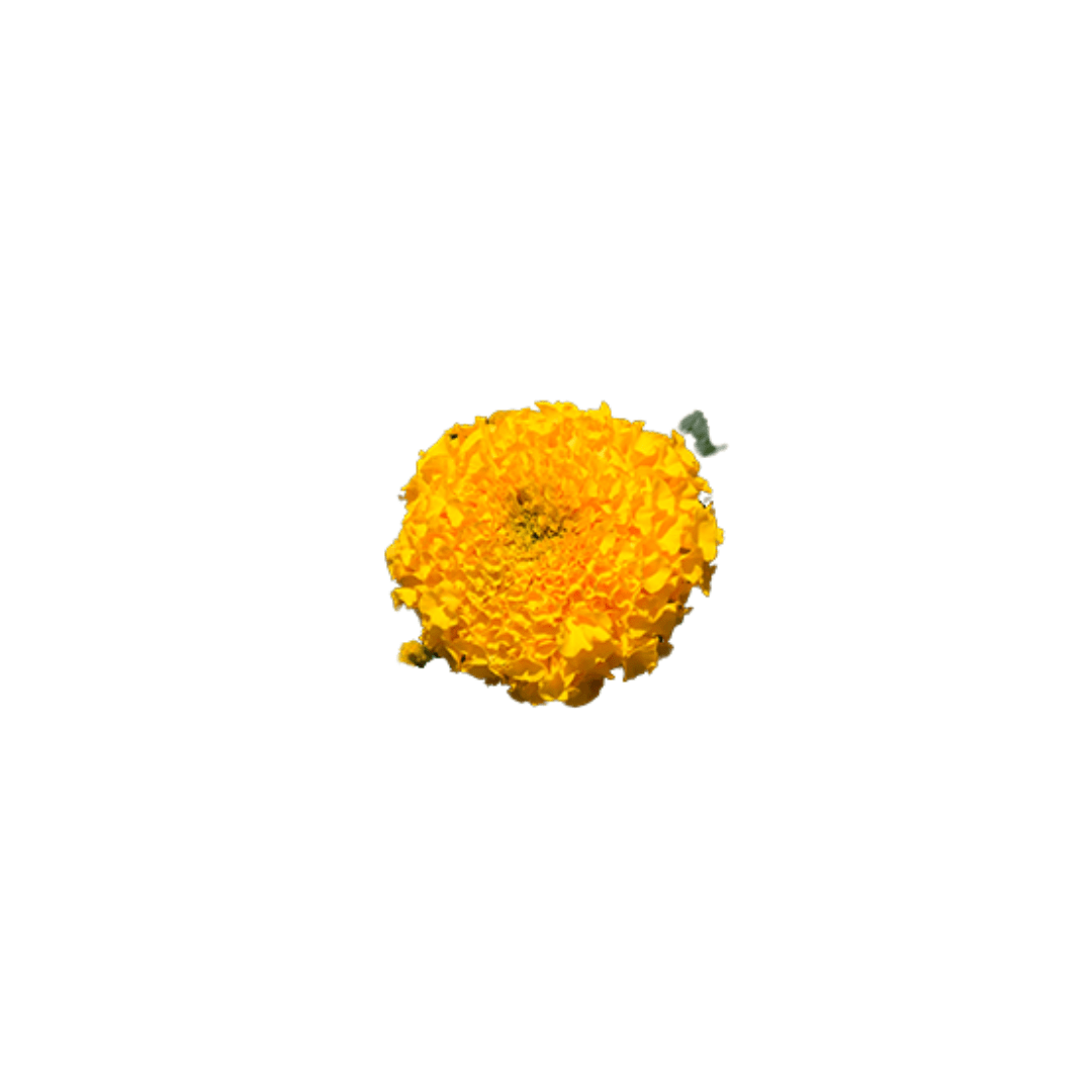 hybrid marigold seeds Antigua Gold Hybrid Marigold Seeds | OSC Seeds