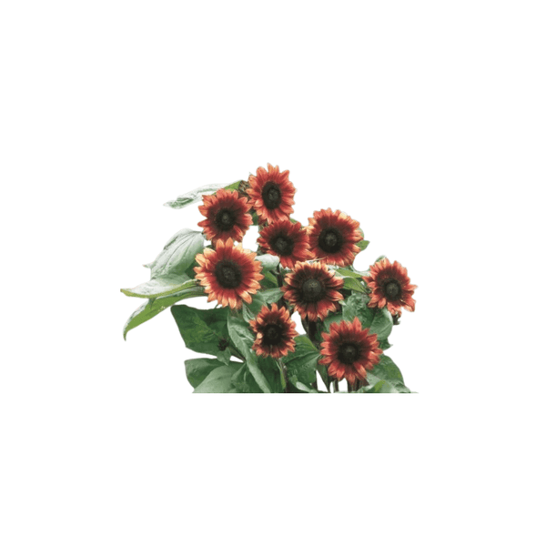 rose sunflower seeds Cherry Rose Hybrid Sunflower Seeds | OSC Seeds