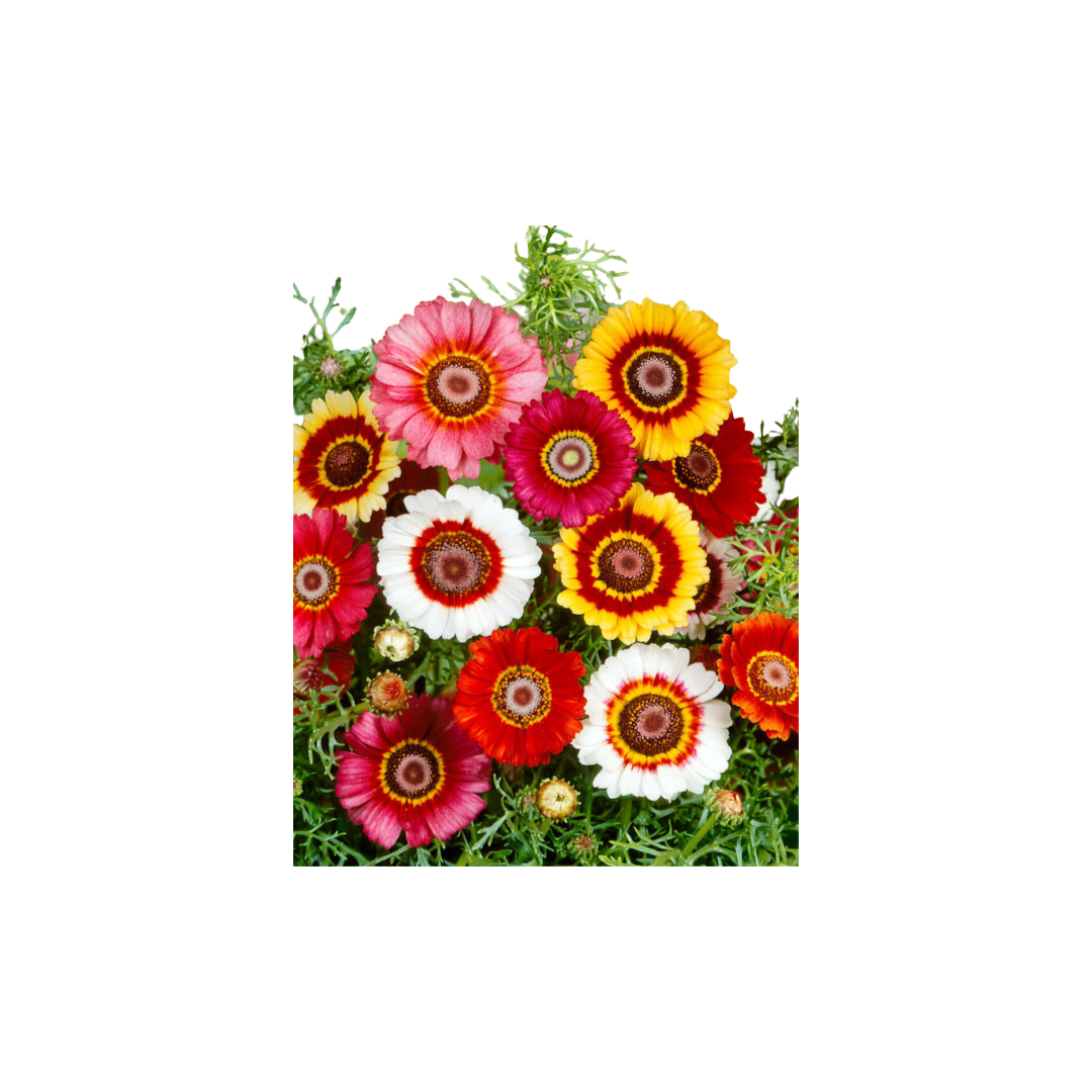 chrysanthemum plant seeds Flower Chrysanthemum Formula Mixed Seeds | OSC Seeds