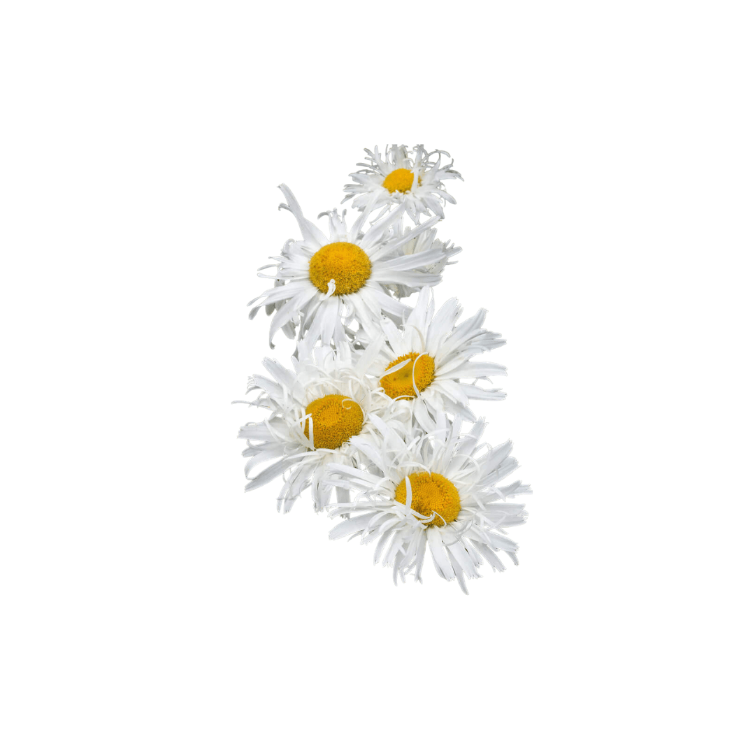 Flower Crazy Daisy Hybrid Seeds | OSC Seeds - Ritchie Feed & Seed Inc. Flower Crazy Daisy Hybrid Seeds | OSC Seeds - Ritchie Feed & Seed Inc.