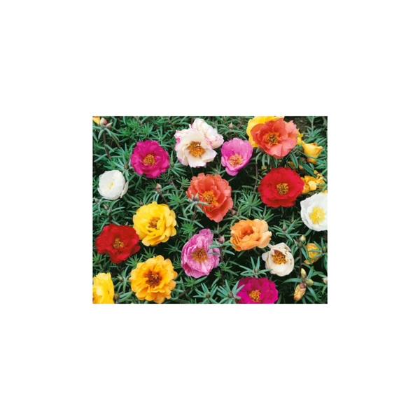 Double Mixed Portulaca Seeds | OSC Seeds - Ritchie Feed & Seed Inc.