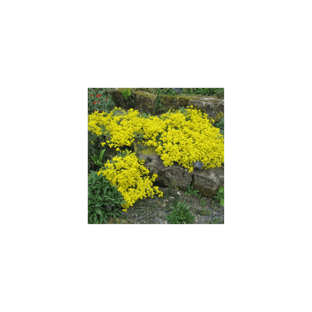 low growing flower seeds Low Growing Wildflower Seed Mixture | OSC Seeds