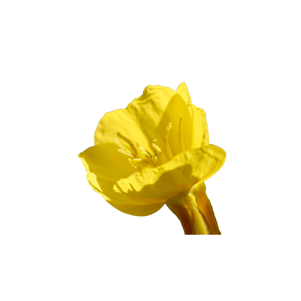 sundrop flower seeds Ozark Sundrop Seeds | OSC Seeds