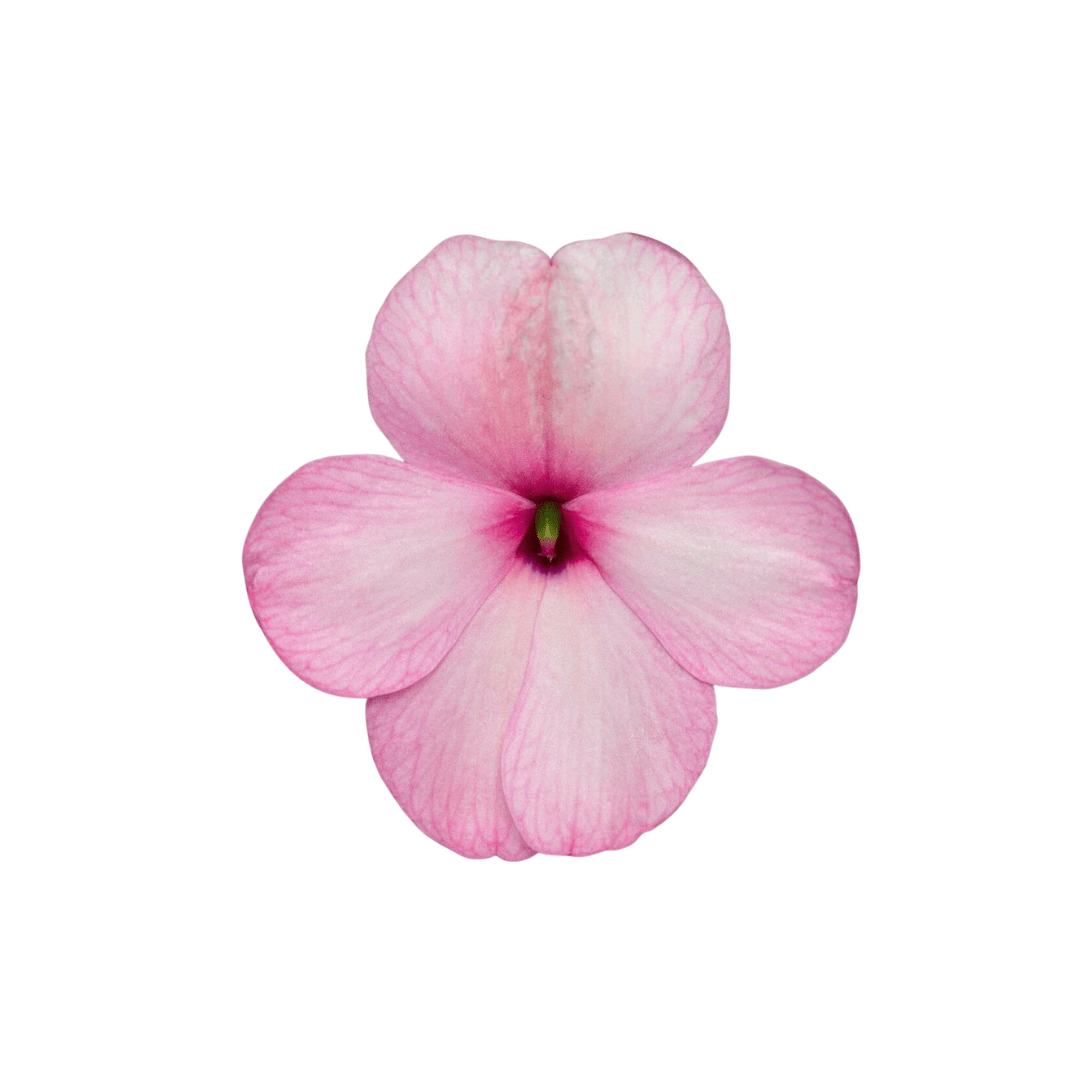 Pink Imara XDR Impatients | OSC Seeds - Ritchie Feed & Seed Inc.