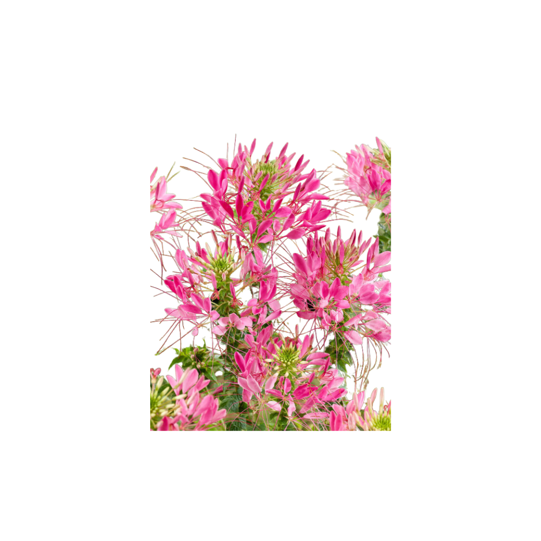 flower seeds per gram Flower Pink Queen Cleome Seeds | OSC Seeds