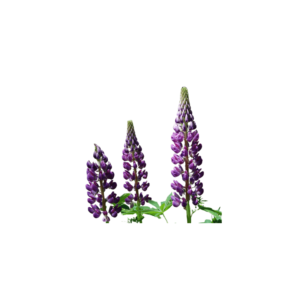 Russell’s Hybrids Blue Lupins Seeds | OSC Seeds - Ritchie Feed & Seed Inc.