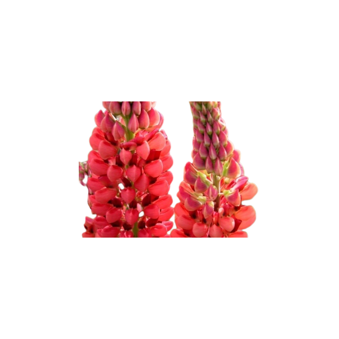 Russell’s Hybrids Red Lupins Seeds | OSC Seeds - Ritchie Feed & Seed Inc.