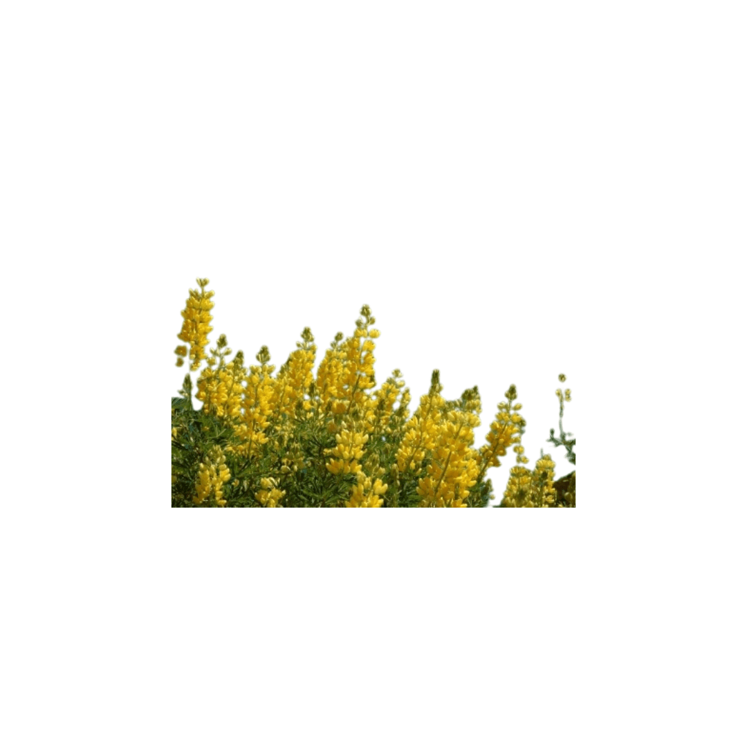 Russell’s Hybrids Yellow Lupins Seeds | OSC Seeds - Ritchie Feed & Seed ...