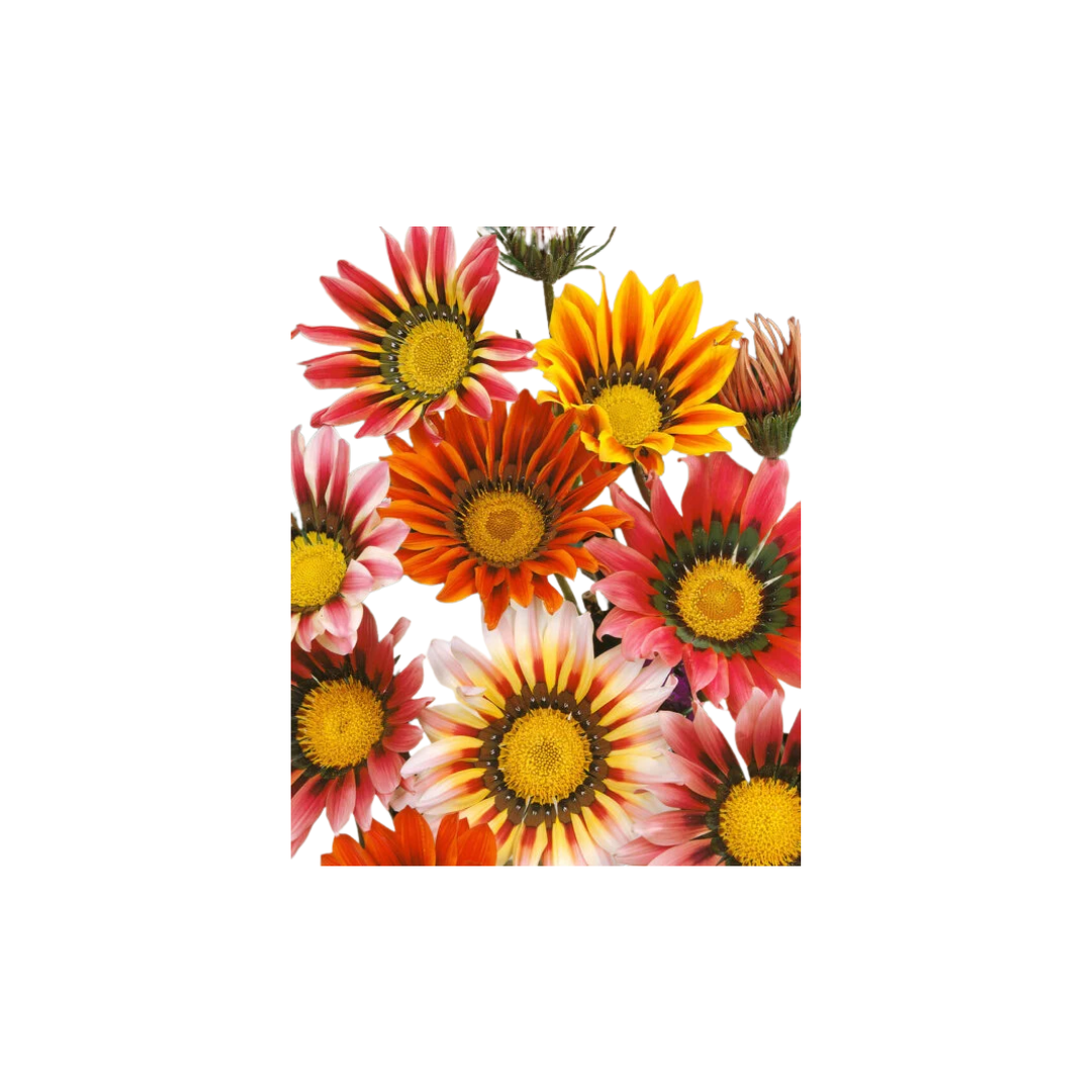 Flower Sunshine Hybrids Mixed Gazania Seeds | OSC Seeds - Ritchie Feed &  Seed Inc.