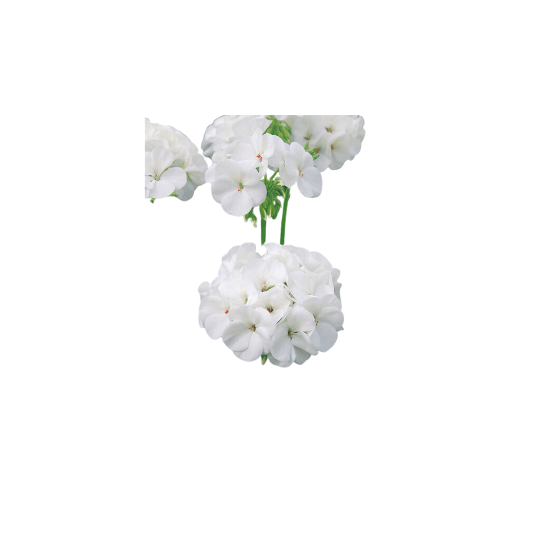 white seed geranium Flower White Hybrid Geranium Seeds (Maverick Series) | OSC Seeds