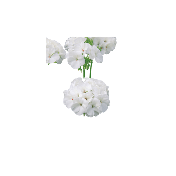 white geranium seeds Flower White Hybrid Geranium Seeds (Maverick Series) | OSC Seeds