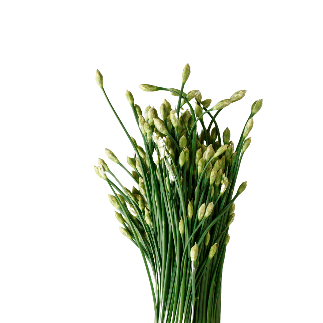 west coast seeds garlic planting Garlic Chives Seeds | West Coast Seeds