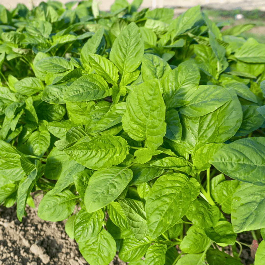 Greens Callaloo | West Coast Seeds