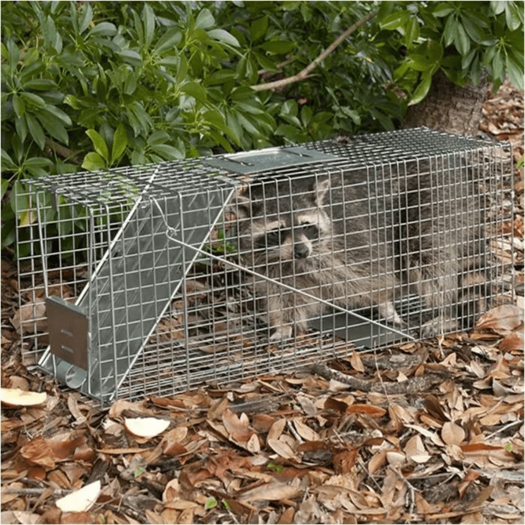 Havahart 1079 Live Animal Cage Trap - For Raccoons, Cats, Groundhogs & More 8 thumbnail image