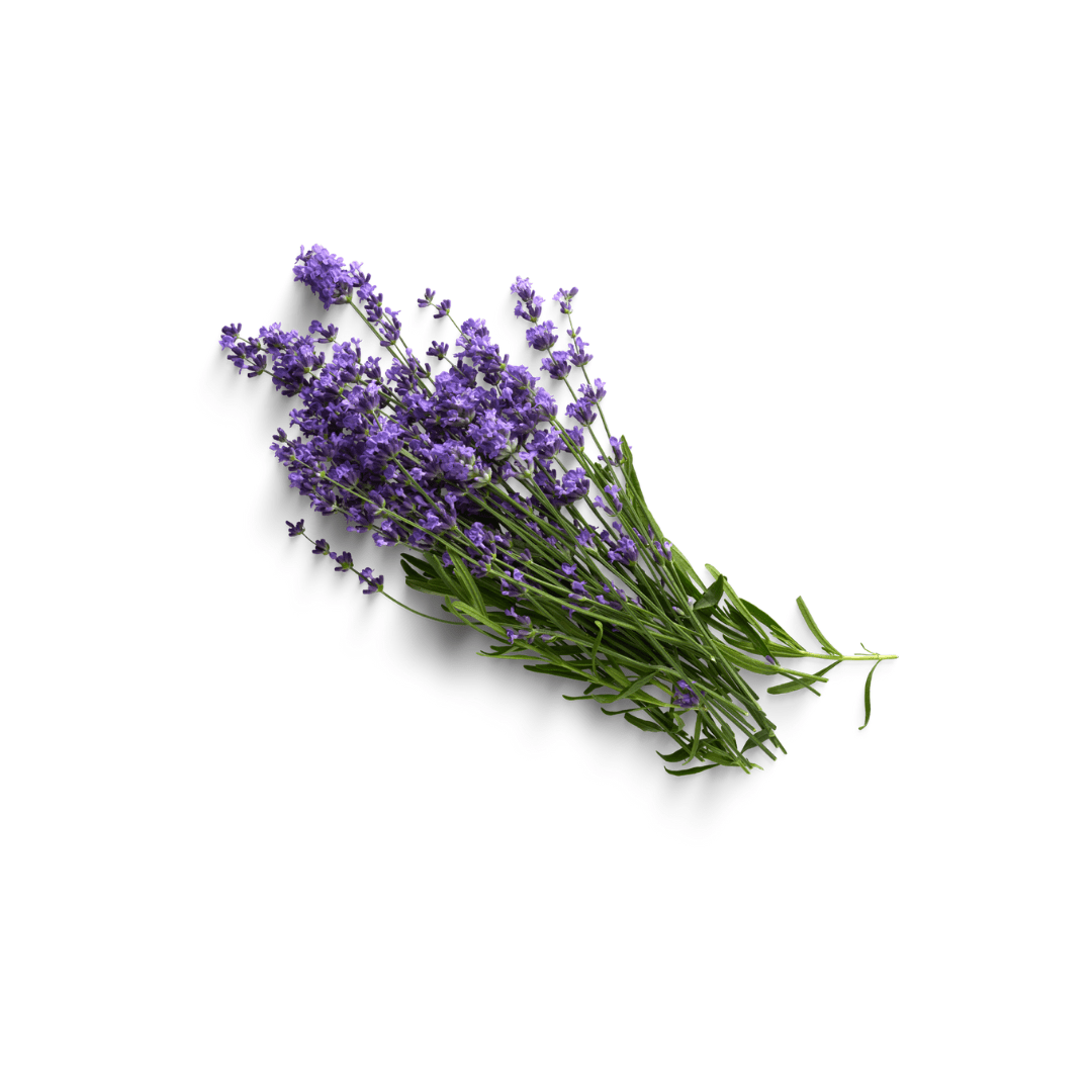 are lavender seeds edible Herb Lavender Seeds | McKenzie Seeds