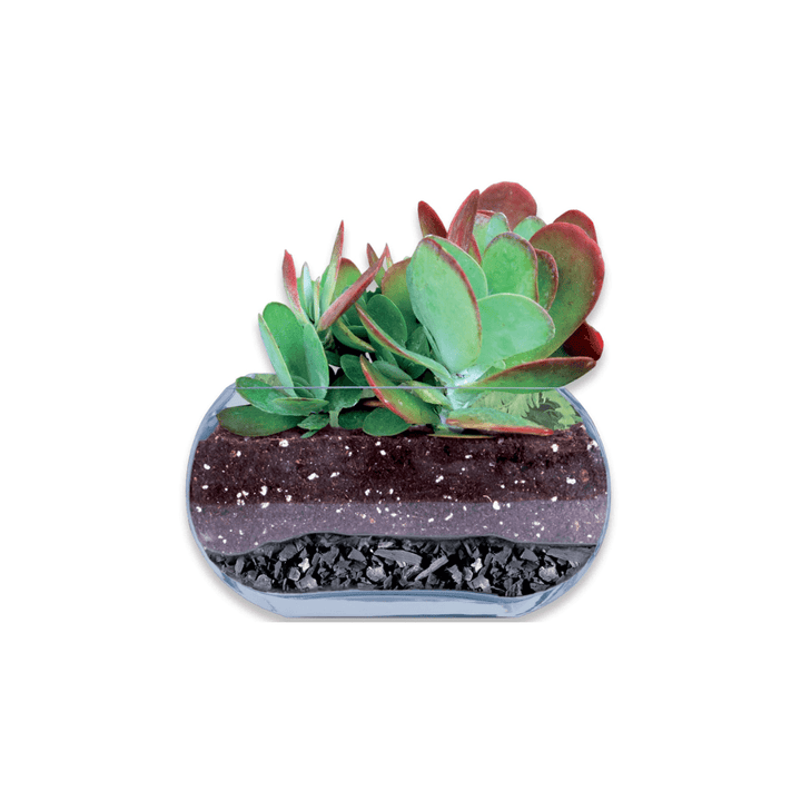 charcoal succulents Horticultural Wood Charcoal