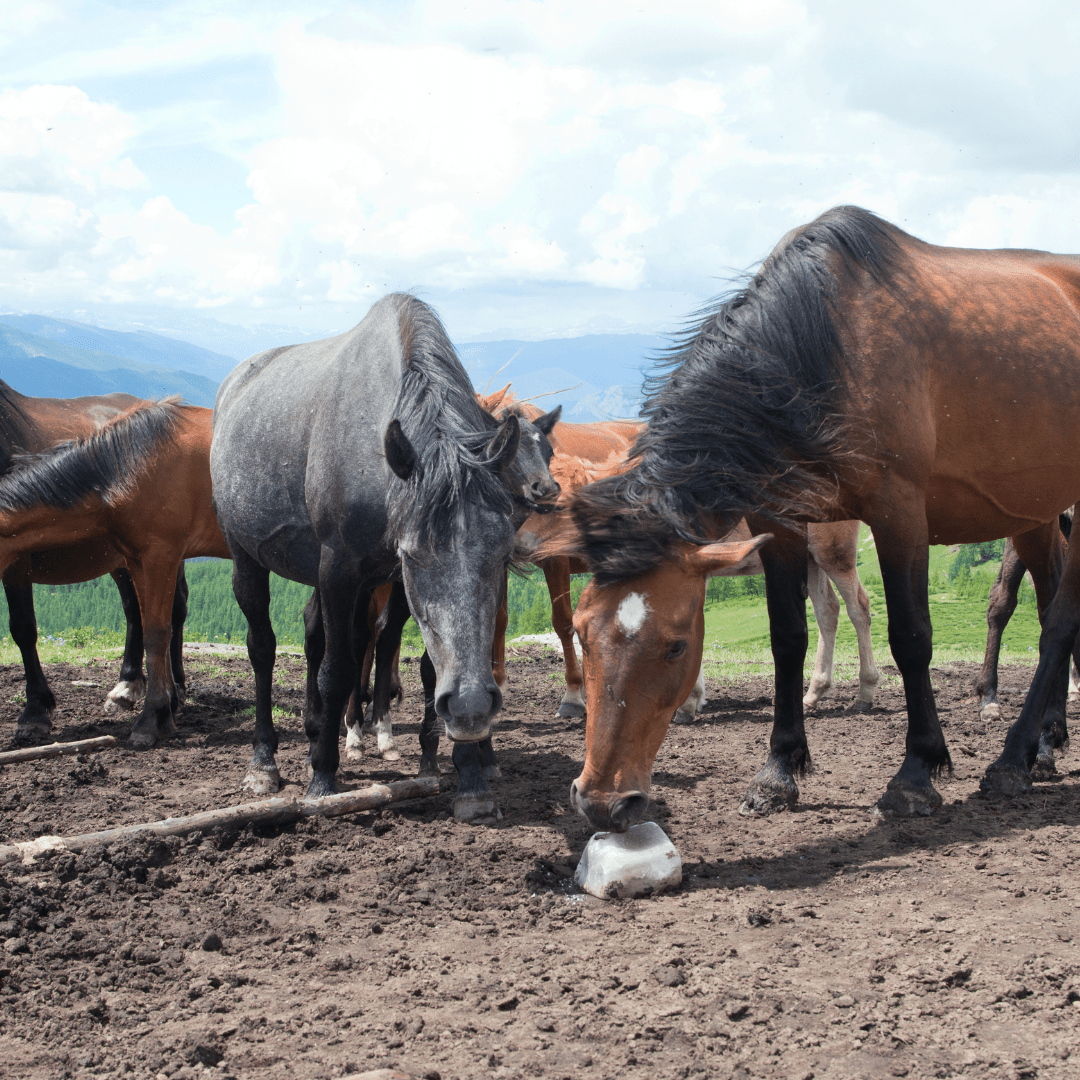 Iodized Red Salt Lick Block 20kg - Ritchie Feed & Seed Inc.