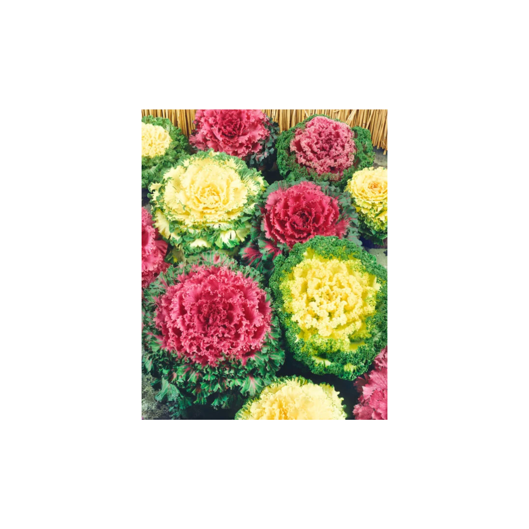 flower seeds per gram Kale Bold Flowering Kale Seeds | OSC Seeds